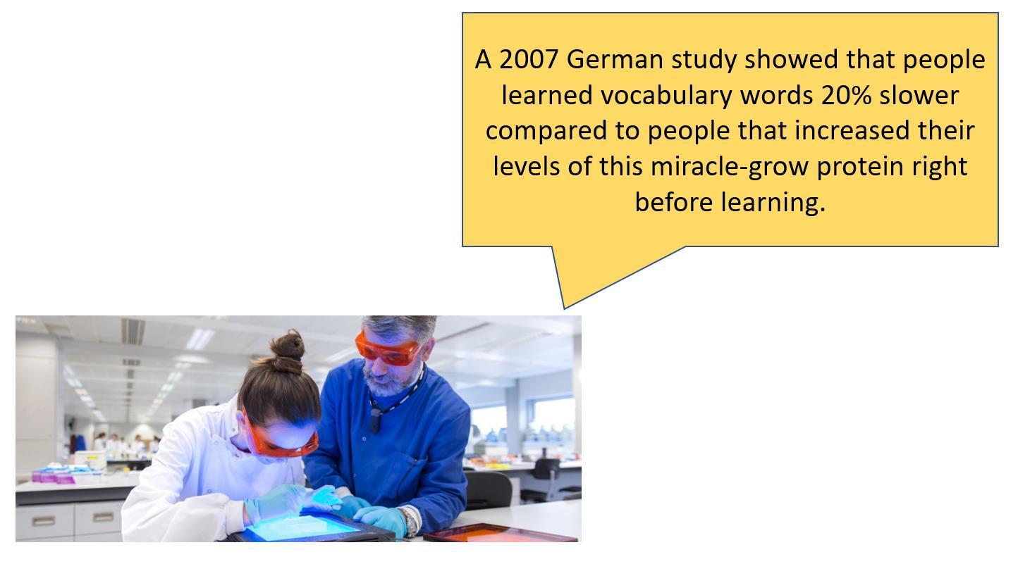 2007 german study german study