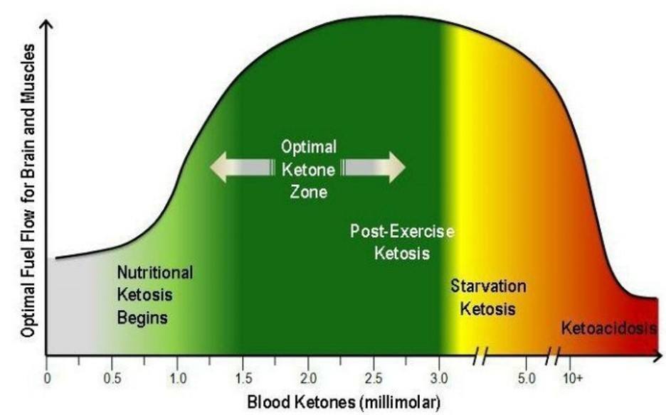 brain n muscle optimal fuel flow ketosis