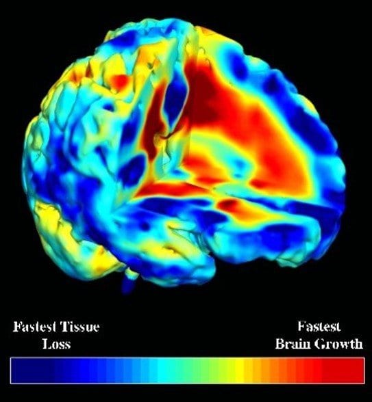 fastest brain growth