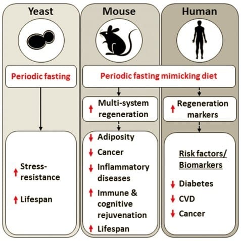 fsting diet