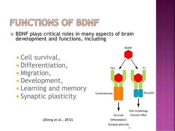 functions of bdnf bdnf functions