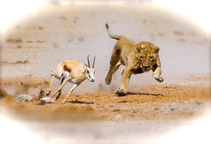 lion and gazelle