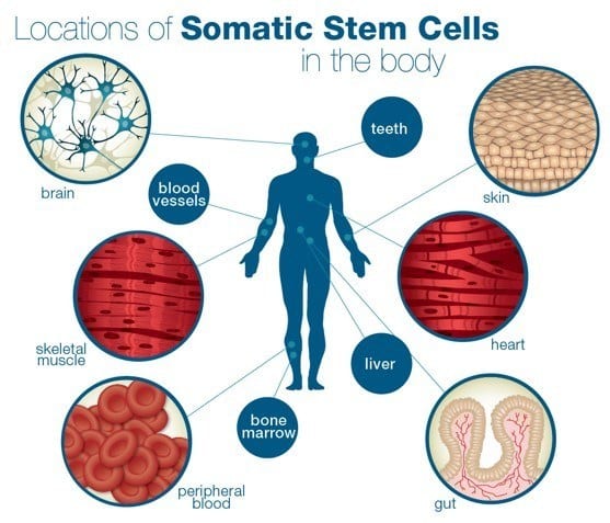 somatic stem cells stem cells