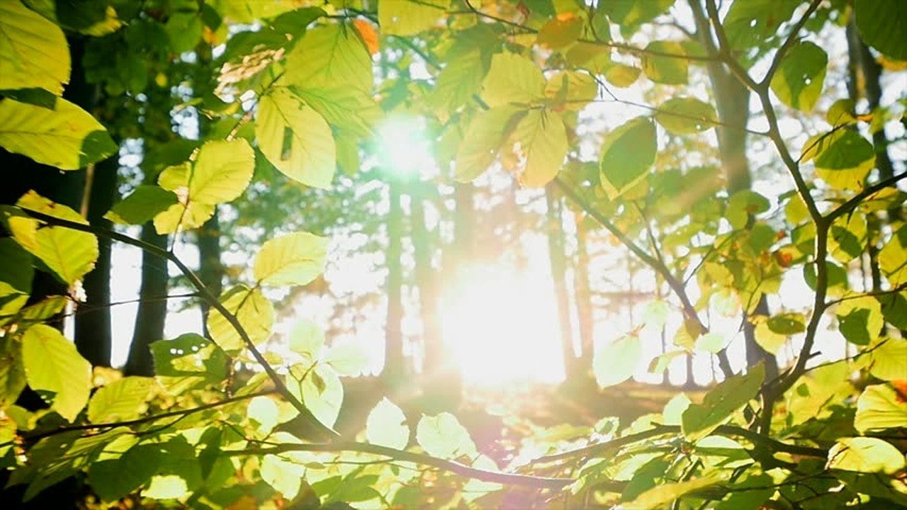 sunlight