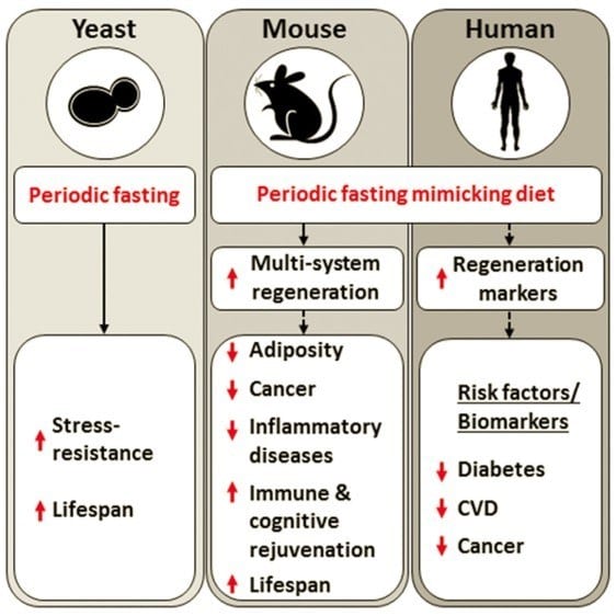 yeast vs mouse vs human mimicking